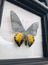 Load image into Gallery viewer, Real bright yellow butterflies in a handmade shadow box frame