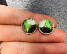 Load image into Gallery viewer, Electric Green Butterfly Wing Post Earrings - Graphium Weiskei Green