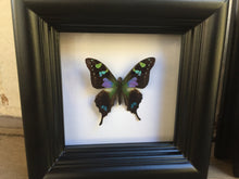 Load image into Gallery viewer, 4x4 Real Butterfly Taxidermy - Graphium Weiskei