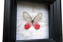 Load image into Gallery viewer, 4x4 Real Butterfly on Map - Cithaerias Merolina