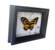 Load image into Gallery viewer, 5x7 Real Butterfly on Map - Orange Tiger Longwing