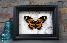 Load image into Gallery viewer, 5x7 Real Butterfly on Map - Orange Tiger Longwing