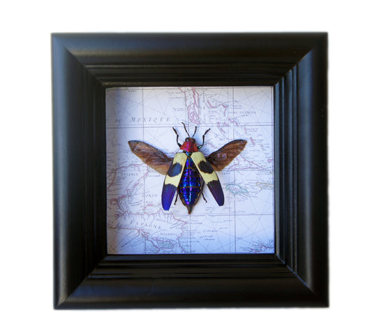 Jewel beetle on map, alternate view