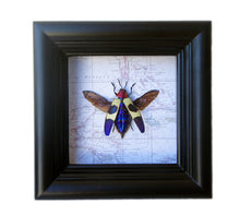 Load image into Gallery viewer, 4x4 Real Insect on Map - Chrysochroa buqueti rugicollis