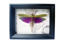 Load image into Gallery viewer, 6x8 Real Purple Grasshopper on Map