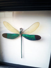 Load image into Gallery viewer, 4x4 Real Damselfly Taxidermy - Insect Framed Art