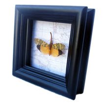 Load image into Gallery viewer, 4x4 Lanternfly Insect Collection Taxidermy - Yellow Lanternfly on Map