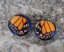 Load image into Gallery viewer, Real Moth Wing Circle Plugs 1/2"-1 1/2"- Monarch Forewing - Body Jewelry, Gauges, Plugs