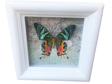 Load image into Gallery viewer, 5x5 Real Sunset Moth on Map