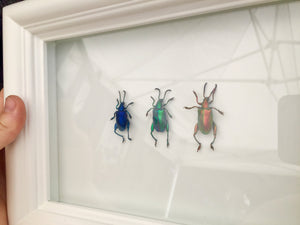 Real Frog Beetle Insect Frame - Framed Taxidermy Art, Nature Art, Oddities, Real Butterfly