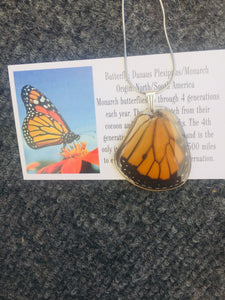 Monarch Butterfly Wing Necklace - Monarch Hindwing