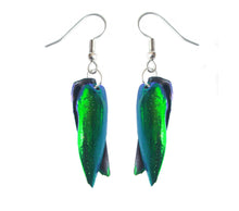 Load image into Gallery viewer, Real Beetle Wing Earrings - Front and Back