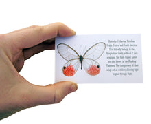 Load image into Gallery viewer, Real Butterfly Wing Earrings - Blushing Phantom