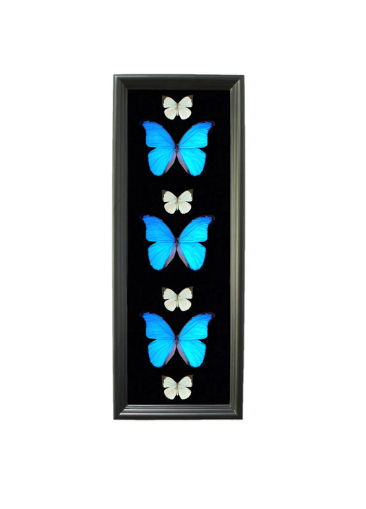 Blue Morpho and white butterflies 8x24 frame, alternate view