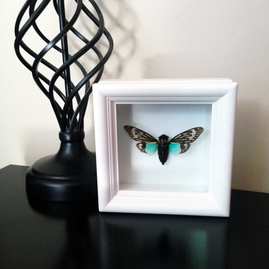Cicada shadow box, alternate view