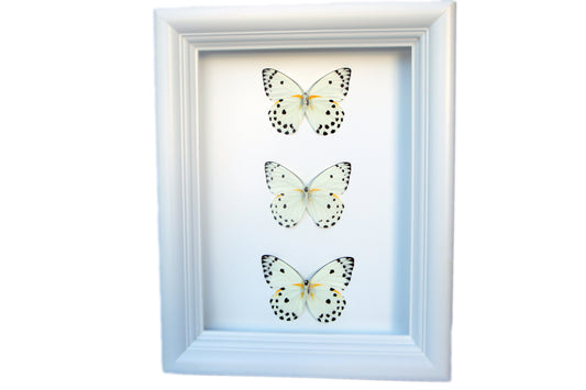 Calypso white butterflies shadow box, alternate view