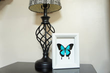 Load image into Gallery viewer, Real Framed Butterfly Taxidermy - Papilio Ulysses Plain - Insects, Vintage, Map, Office, Natural, Unique, Gift, Special Occasion