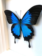 Load image into Gallery viewer, Real Framed Butterfly Taxidermy - Papilio Ulysses Plain - Insects, Vintage, Map, Office, Natural, Unique, Gift, Special Occasion