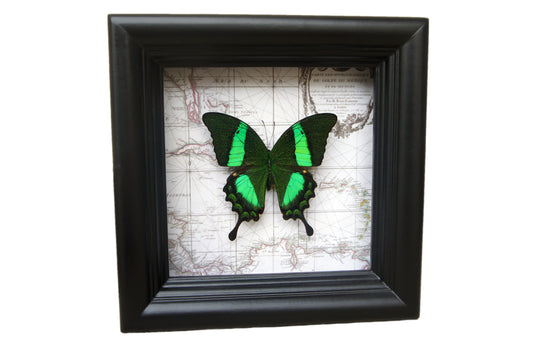 Papilio daedalus on map, alternate view