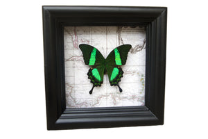 5x5 Real Butterfly on Map - Papilio Daedalus