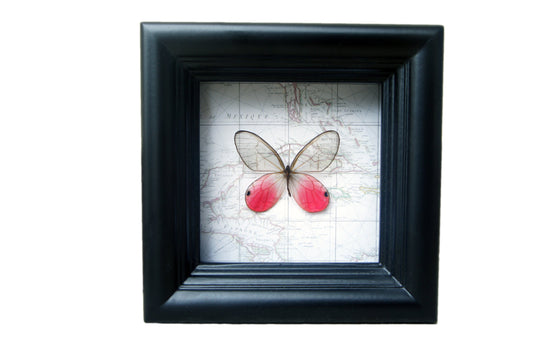 Clearwing butterfly on map, alternate view