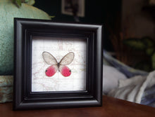 Load image into Gallery viewer, 4x4 Real Butterfly on Map - Cithaerias Merolina