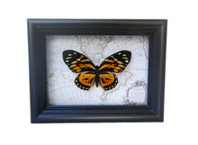 Load image into Gallery viewer, 5x7 Real Butterfly on Map - Orange Tiger Longwing
