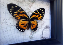Load image into Gallery viewer, 5x7 Real Butterfly on Map - Orange Tiger Longwing
