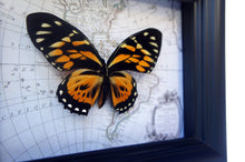 Load image into Gallery viewer, 5x7 Real Butterfly on Map - Orange Tiger Longwing