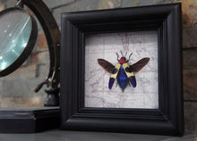 Load image into Gallery viewer, 4x4 Real Insect on Map - Chrysochroa buqueti rugicollis