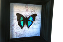 Load image into Gallery viewer, 4x4 Real Butterfly on Map - Doxocopa Laurentia