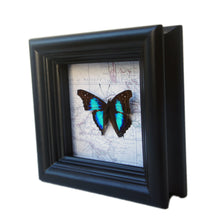 Load image into Gallery viewer, 4x4 Real Butterfly on Map - Doxocopa Laurentia