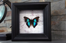 Load image into Gallery viewer, 4x4 Real Butterfly on Map - Doxocopa Laurentia