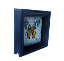Load image into Gallery viewer, 5x5 Real Sunset Moth on Map