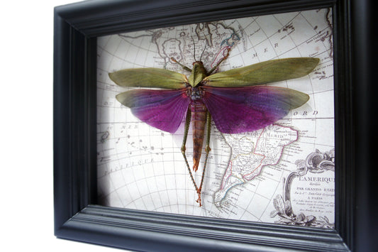 Purple grasshopper on map, alternate view