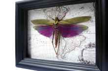 Load image into Gallery viewer, 6x8 Real Purple Grasshopper on Map