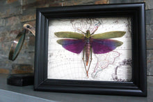 Load image into Gallery viewer, 6x8 Real Purple Grasshopper on Map