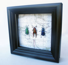 Load image into Gallery viewer, 5x5 Frog Beetles on Map Background - Beetle Framed Art
