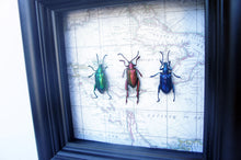 Load image into Gallery viewer, 5x5 Frog Beetles on Map Background - Beetle Framed Art
