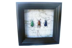 5x5 Frog Beetles on Map Background - Beetle Framed Art