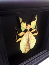 Load image into Gallery viewer, Real Leaf Insect Taxidermy - Plain Background - Insect Collection, Framed Butterfly, Bug Collection, Insect Taxidermy, Taxidermy Art, Bugs
