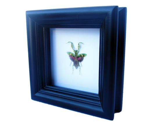 Flower mantis shadow box, alternate view