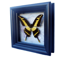 Load image into Gallery viewer, 5x5 Real Butterfly on Map - African Yellow Tiger Swallowtail
