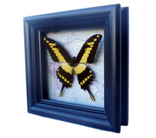 Load image into Gallery viewer, 5x5 Real Butterfly on Map - African Yellow Tiger Swallowtail