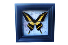Load image into Gallery viewer, 5x5 Real Butterfly on Map - African Yellow Tiger Swallowtail