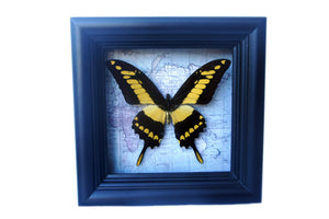 5x5 Real Butterfly on Map - African Yellow Tiger Swallowtail