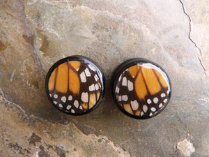 Real Moth Wing Circle Plugs 1/2"-1 1/2"- Monarch Forewing - Body Jewelry, Gauges, Plugs