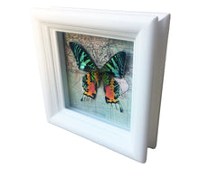 Load image into Gallery viewer, 5x5 Real Sunset Moth on Map