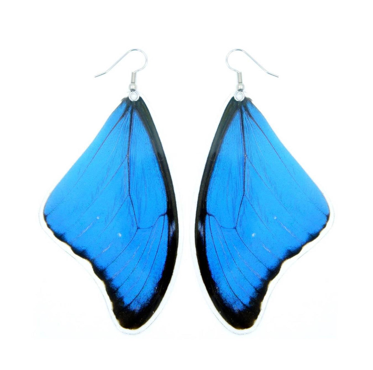Large real Blue Morpho butterfly wing statement earrings
