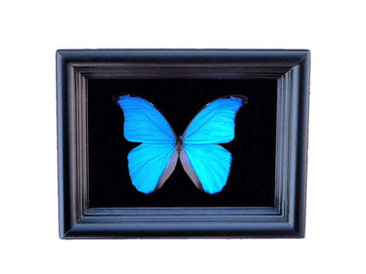 Real Blue Morpho butterfly in a black shadow box frame